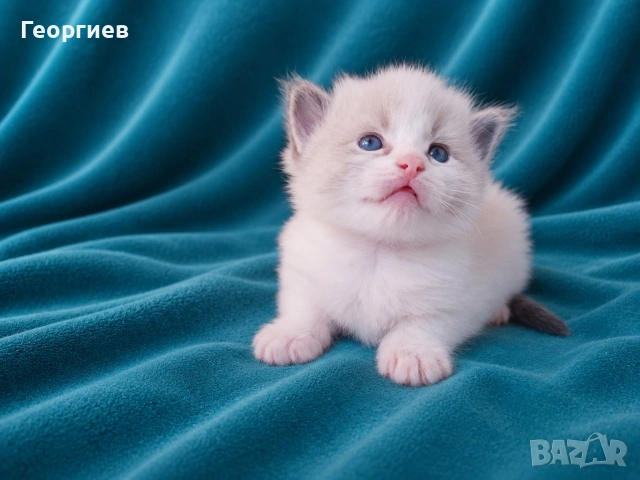 Регдол коте , снимка 2 - Други - 49355838