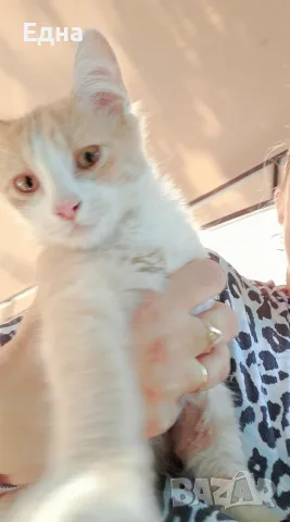 Добри котета,търсят дом.София, снимка 5 - Други - 55605019