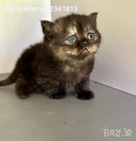 Шоколадово британче, снимка 10 - Британска късокосместа - 54311571