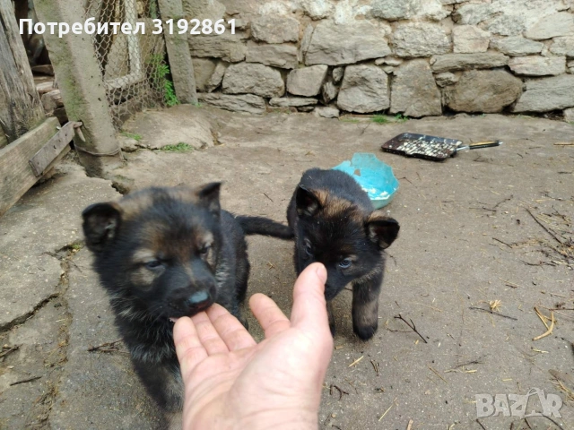 Немски Овчарки, снимка 6 - Немска овчарка - 54010323