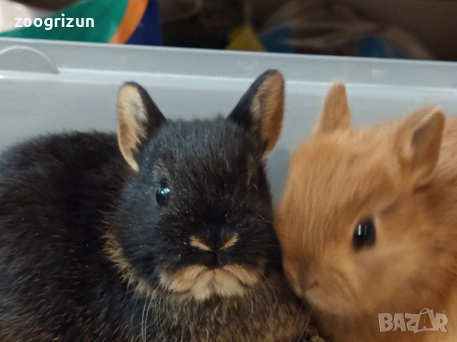 Мини зайчета различни породи  - мини рекс клепоухи и лъвска грива., снимка 4 - Декоративни зайчета - 53958138
