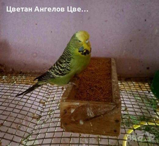 Продавам Вълнисти папагали изложбени, снимка 5 - Папагали - 54395530
