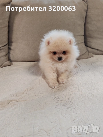 Померан мъжко 