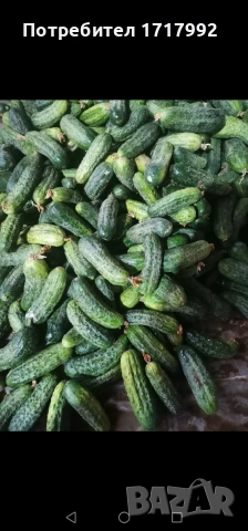  Продавам корнишони