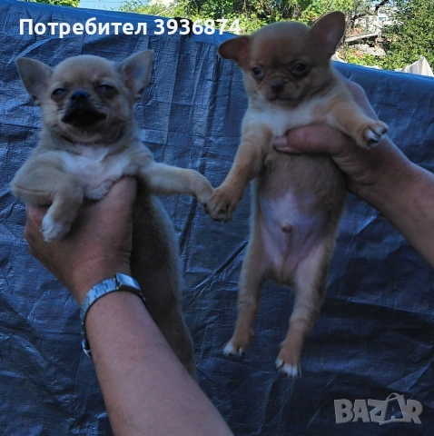 чихуаха, снимка 3 - Чихуахуа - 54722720
