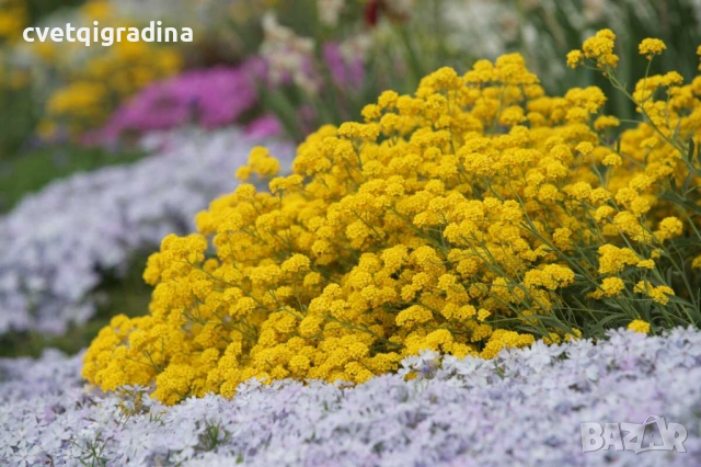 Alyssum montanum ‘Berggold’ (Алисум планински ‘Berggold’), снимка 3 - Градински цветя и растения - 54651313