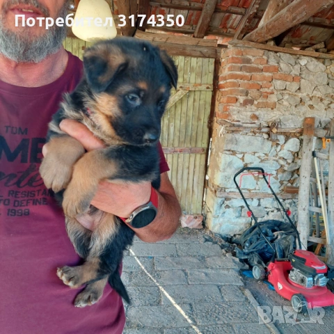 НЕМСКА ОВЧАРКА , снимка 2 - Немска овчарка - 54356101
