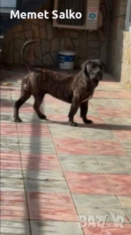 Pero De Presa Canario, снимка 2 - Кане корсо - 54487167