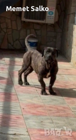 Pero De Presa Canario