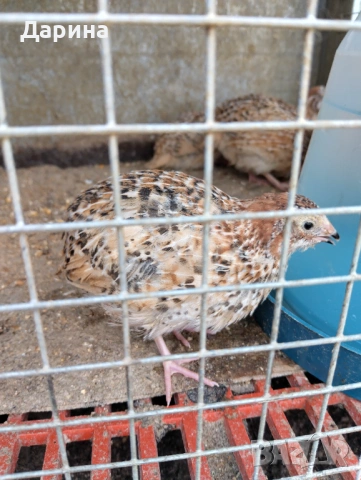 Пъдпъдъци, снимка 3 - Кокошки и пуйки - 54235677