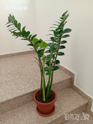 Замиокулкас ZZ Plant, снимка 3 - Стайни растения - 54605217