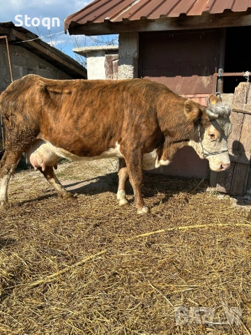 Продавам Крава и Юница, снимка 2 - Крави - 54131254