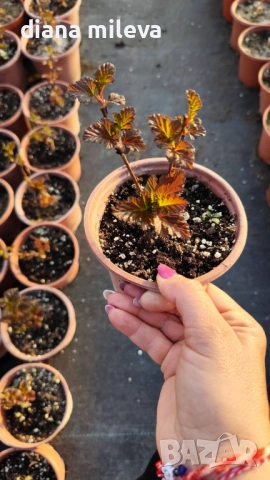 Физокарпус Диабло, Physocarpus Opulifolius Diablo, снимка 12 - Градински цветя и растения - 45688473