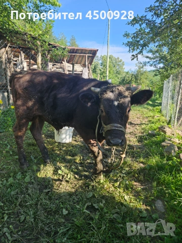 Продавам мъжко теле 