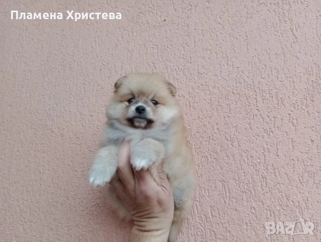 Мъжки Померан. Реални снимки от 29.03.26 г., снимка 4 - Померан - 54020203