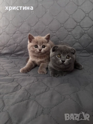 Британски късокосмести котета , снимка 5 - Британска късокосместа - 54082265