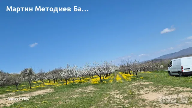 ОВОЩНА ГРАДИНА ЧЕРЕШИ И СМОКИНЯ 20 ДЕКАРА, снимка 11 - Земеделска земя - 55402946
