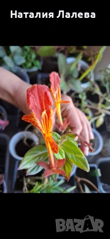 Колумнея, columnea Orange Sherbet