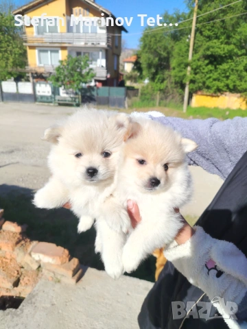 Померани малки кучета, снимка 2 - Померан - 54328544