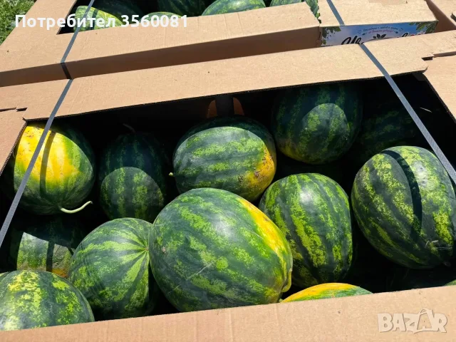 Продаваме диня на едро - сорт: РОМАНЗА ; тел. 0878744855, снимка 3 - Други услуги - 55390564