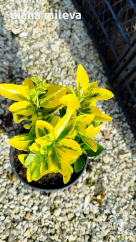 Евонимус Ауреа, Euonymus Japonica Aurea, снимка 9 - Градински цветя и растения - 54458056