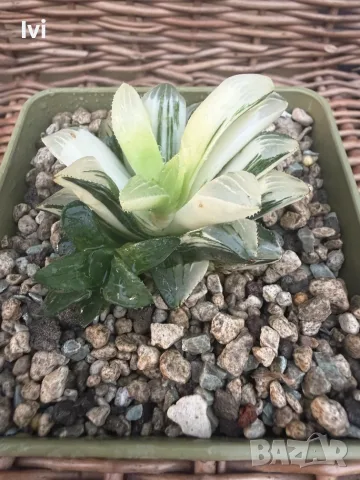 Рядка Вариегатна Хавортия (Haworthia retusa f. variegata) – Колекционерска, снимка 3 - Стайни растения - 55541597