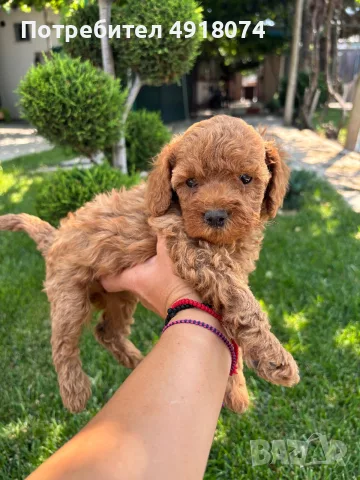 Кавапу & Cavapoo