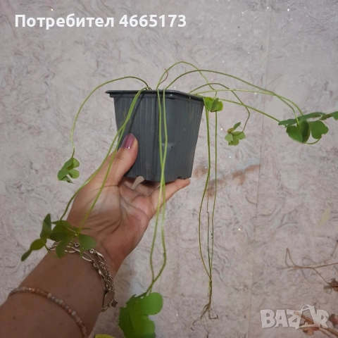 Комплект Цветя Детелини, снимка 9 - Стайни растения - 55017101