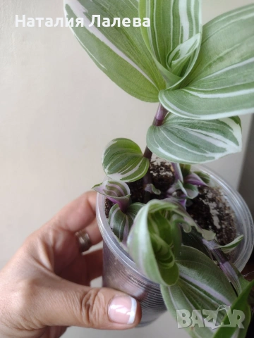 Традесканция, tradescantia albiflora Giant, снимка 2 - Стайни растения - 55231574