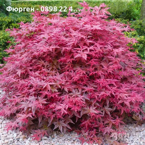 Ацер „Бени-Майко“ (Acer palmatum 'Beni-maiko') – Японски японски клен, снимка 2 - Разсади - 55530367