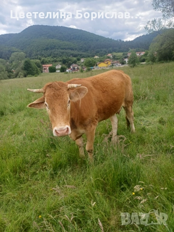 Крава