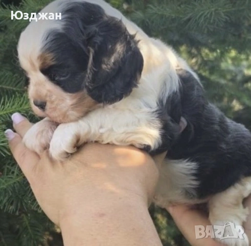Кавалер Кинг Чарлз Шпаньол, снимка 2 - Шпаньоли - 55042611
