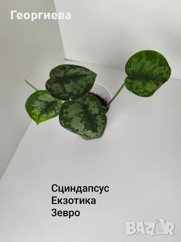 сциндапсус, епипремнум, снимка 2 - Стайни растения - 54716778