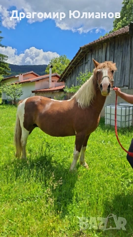 Продавам кобила 