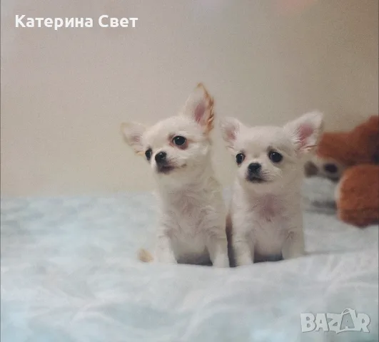 Женско дългокосместо мини чихуахуа, снимка 8 - Чихуахуа - 55481949