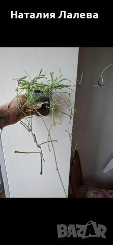 Хоя, hoya Retusa