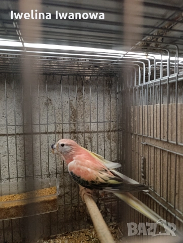 Продавам неофеми , снимка 12 - Папагали - 54322117