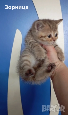 Британско коте , снимка 2 - Британска късокосместа - 54330980