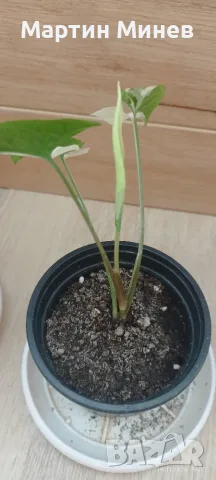 Сингониум (Syngonium) «Imperial White» , снимка 4 - Стайни растения - 54244010