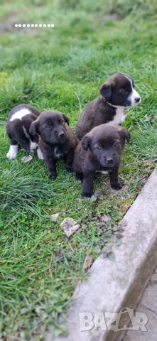 Малки игриви кученца