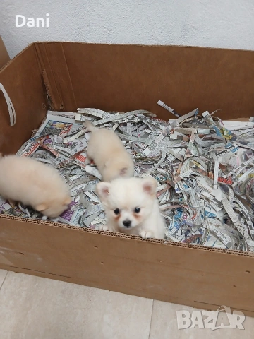 Mini Pomerani, снимка 3 - Померан - 55083566