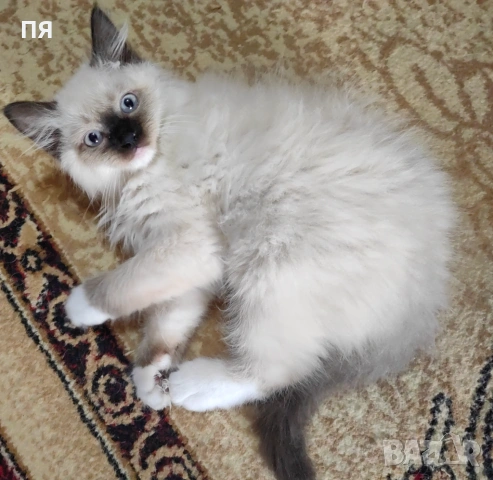 Чистокръвни котенца Ragdoll, снимка 2 - Други - 54604958