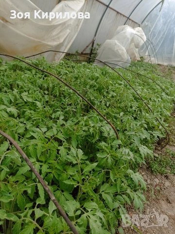 Разсад на домати от Елинпелинският край , снимка 13 - Разсади - 53932572