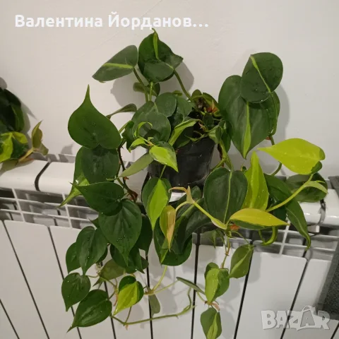филодендрон бразил каскаден 