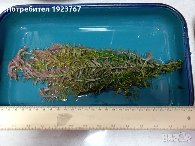 Пакет аквариумни растения, снимка 4 - Аквариуми - 55541832