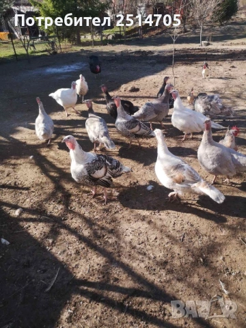 Оплодени пуешки яйца за люпене, снимка 2 - други­ - 54101495