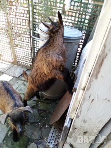 Продавам ярета, снимка 2 - Кози - 54335486