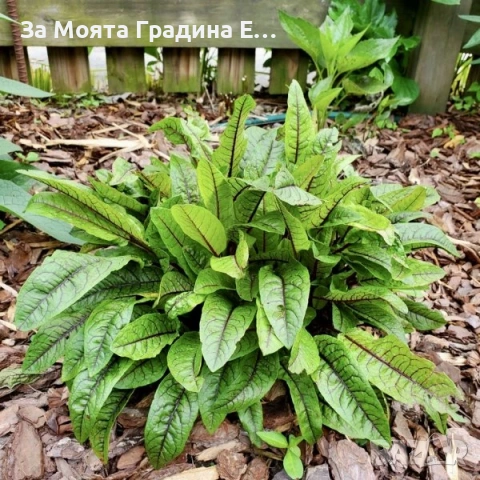 Киселец - Лапад, снимка 2 - Градински цветя и растения - 54020372