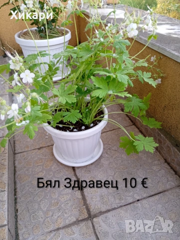 Бял Здравец 