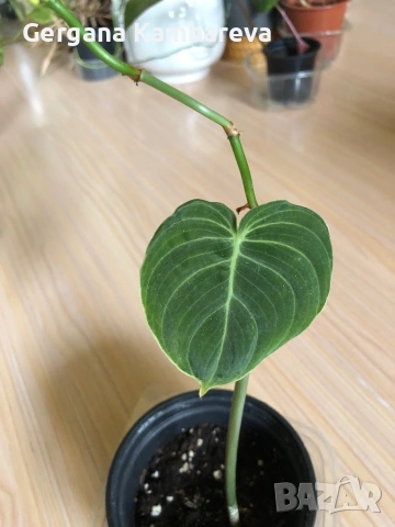 Philodendron Melanochrysum , снимка 2 - Стайни растения - 54894965